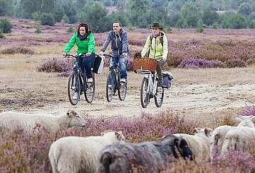 Radfahrer in der Heide