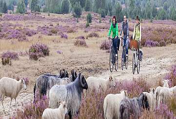 Radfahrer in der Heide