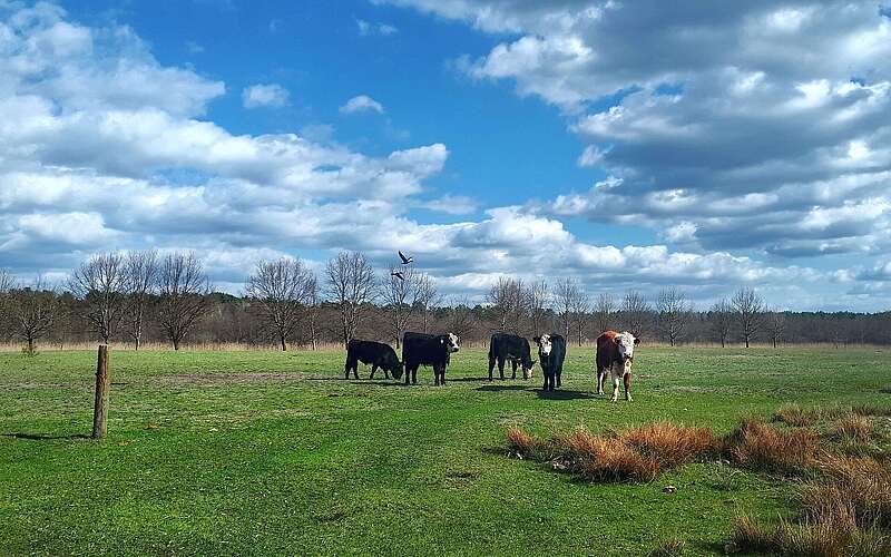 Wasserbüffel im NSG Töpchiner Seen in Töpchin
