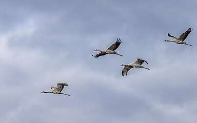 Kraniche fliegend, Alt- und Jungtiere