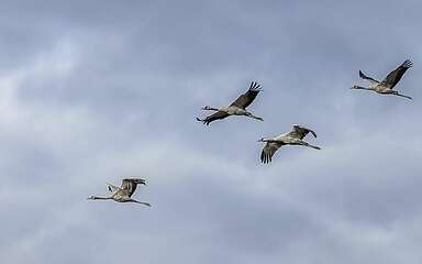 Kraniche fliegend, Alt- und Jungtiere