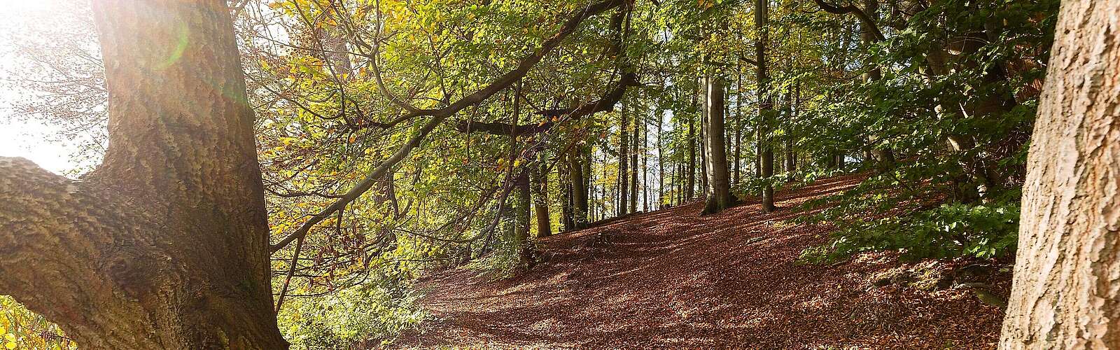 Herbstlicher Wald am Hellsee