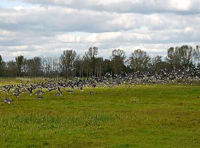 Aufsteigende Wildgänse in Jütchendorf