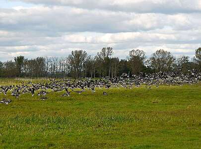 Aufsteigende Wildgänse in Jütchendorf