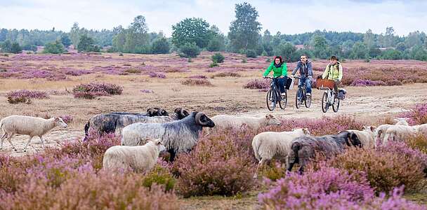 Radfahrer in der Heide