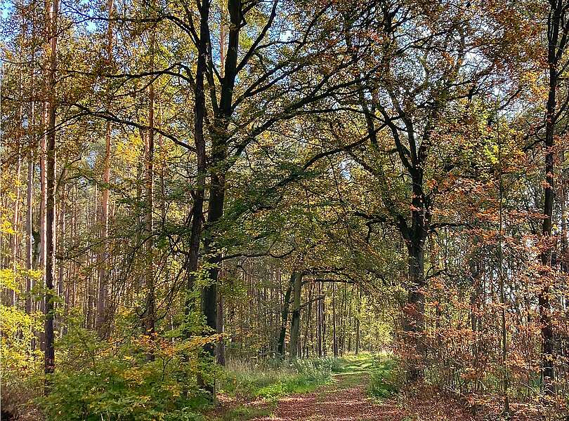 Waldspaziergang