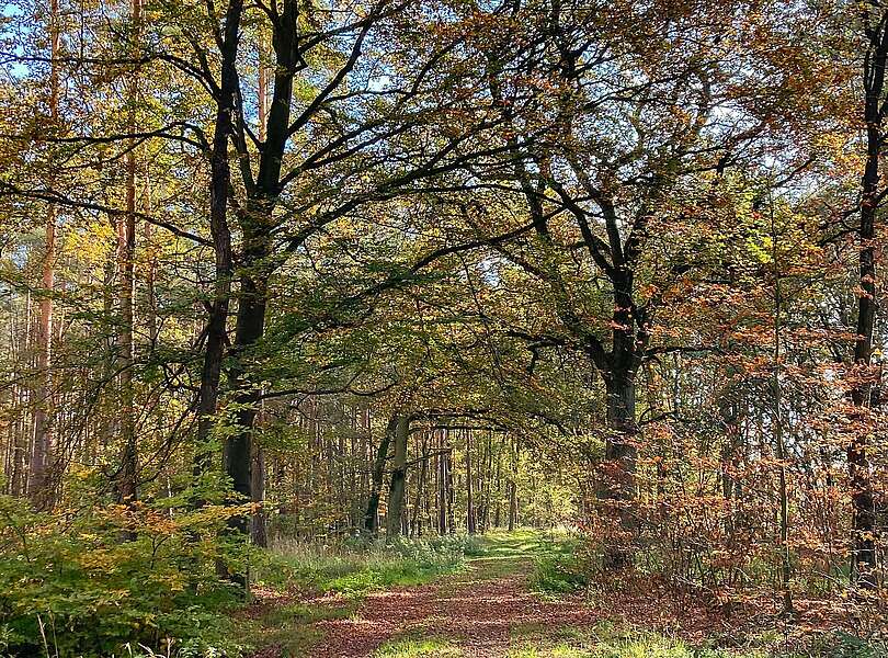 Waldspaziergang