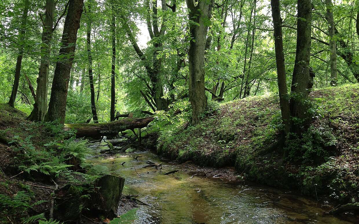 Schlaubetal