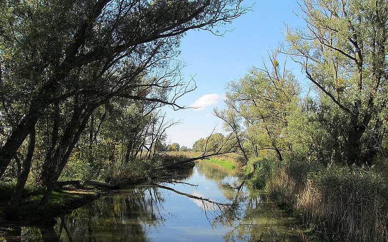 Alte Oder im Oderbruch