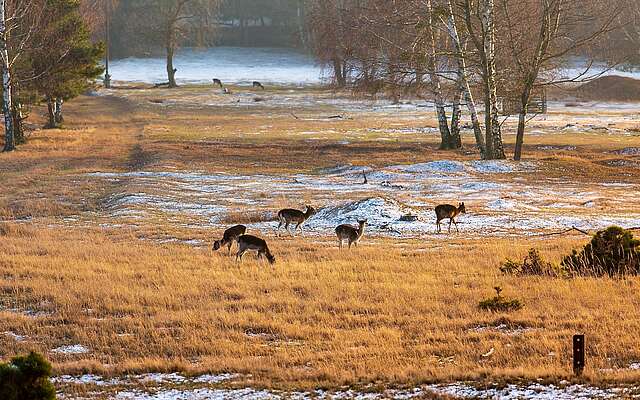 Rehe im Naturpark Nuthe-Nieplitz Rehe im Naturpark Nuthe-Nieplitz