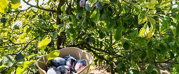 Pflaumenernte in Neumanns Erntegarten