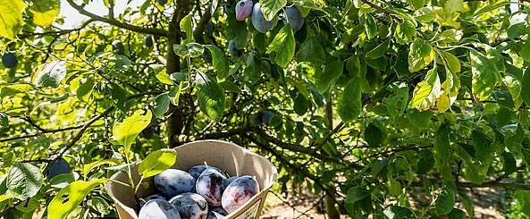 Pflaumenernte in Neumanns Erntegarten