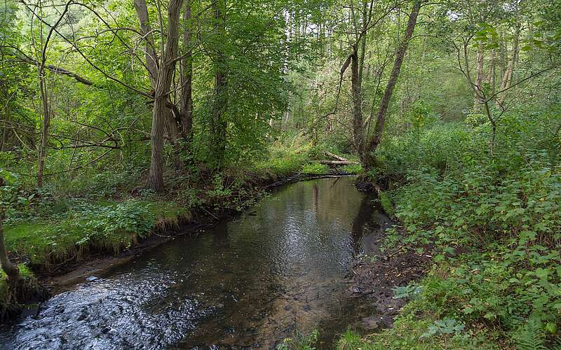 Das Hellmühler Fließ im Biesenthaler Becken