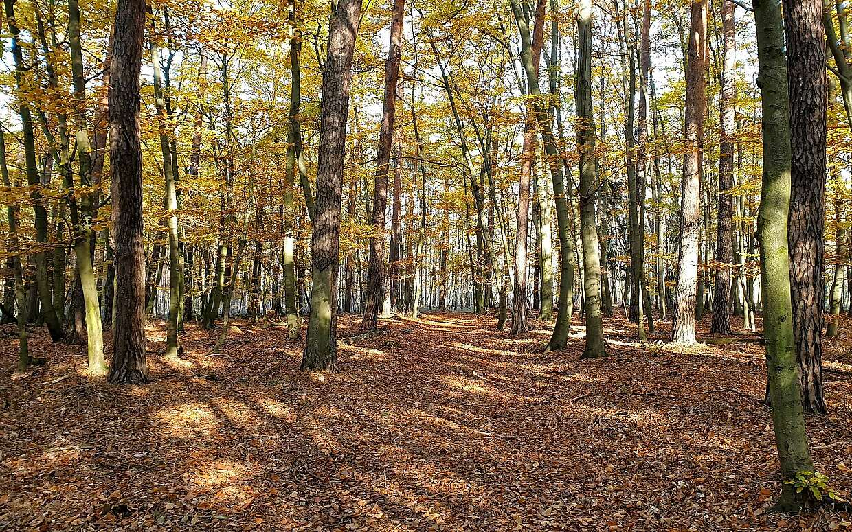 In der Calauer Schweiz