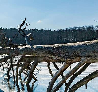 Winterlicher Hellsee im Barnim