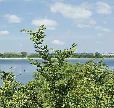 Blick auf die Uckerseen