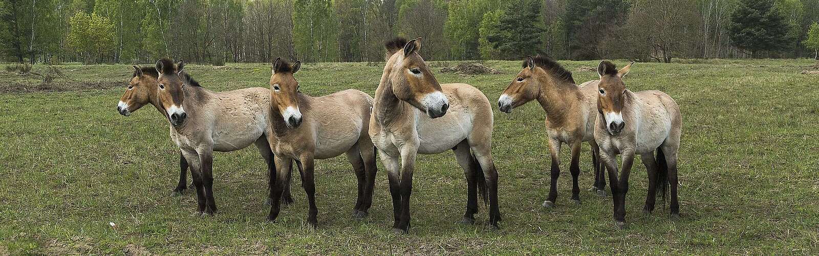 Wildpferde in Sielmanns Naturlandschaft Döberitzer Heide