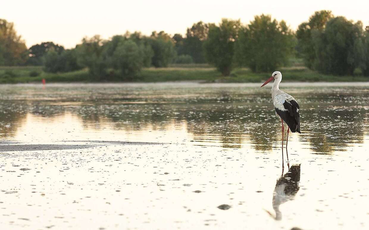 Kein ungewöhnlicher Anblick in der Prignitz: ein Weißstorch in der Elbe.