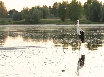 Ein Storch in der Elbe