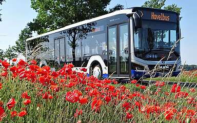 Havelbus in der Natur