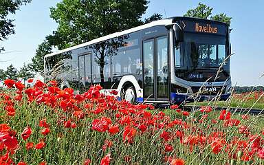Havelbus in der Natur