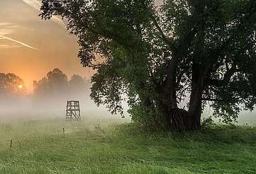 Morgentau auf den Spreewaldwiesen