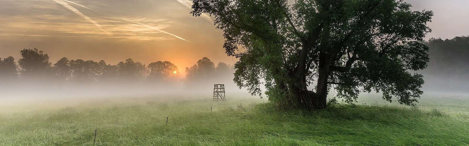 Morgentau auf den Spreewaldwiesen