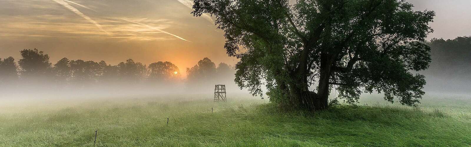 Morgentau auf den Spreewaldwiesen