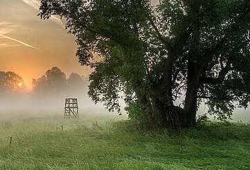 Morgentau auf den Spreewaldwiesen