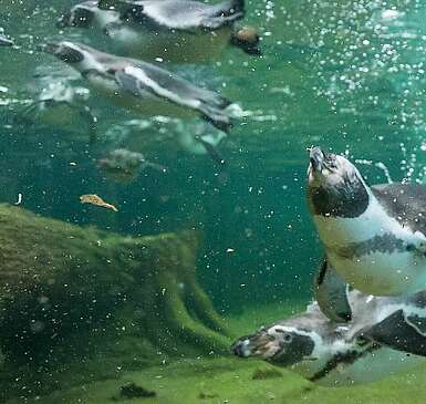 Schwimmen mit Pinguinen