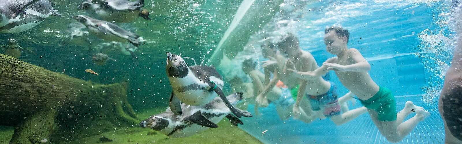 Schwimmen mit Pinguinen