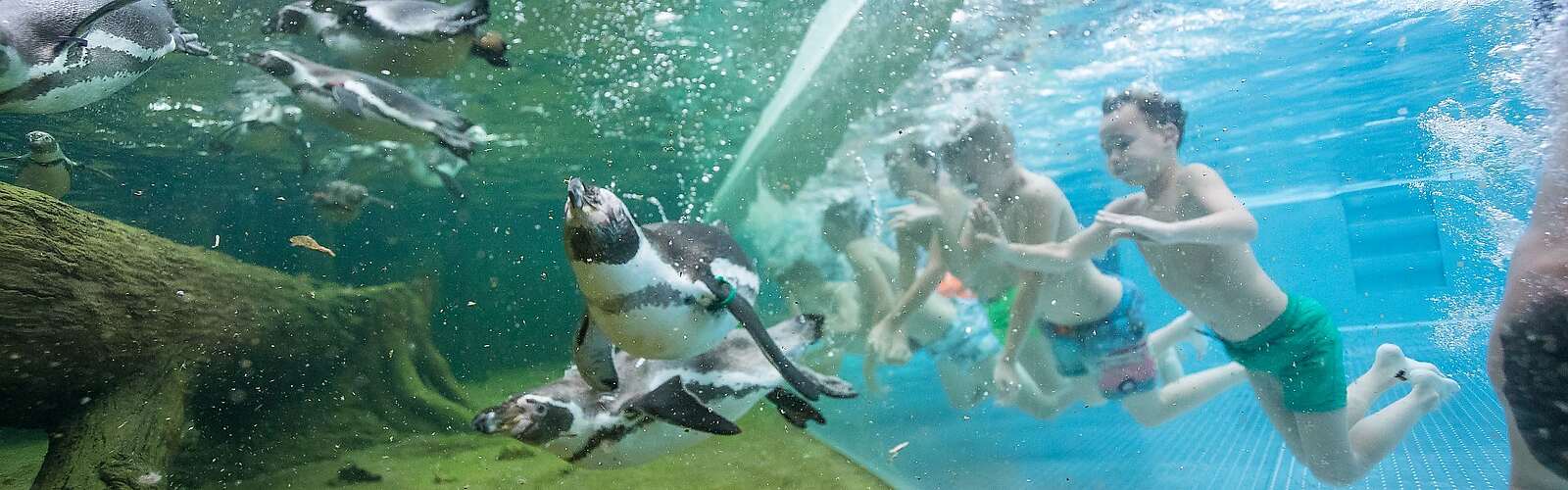 Schwimmen mit Pinguinen