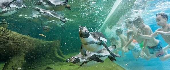 Schwimmen mit Pinguinen