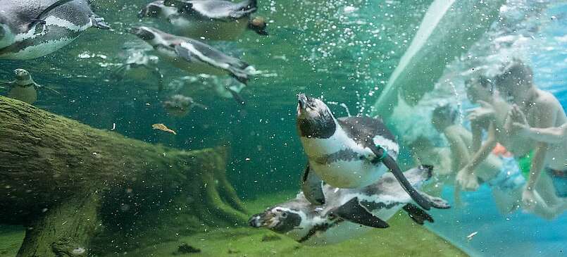 Schwimmen mit Pinguinen