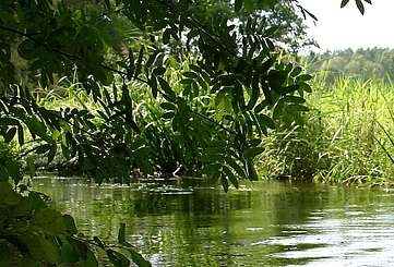 Kanuwanderer auf dem Rheinsberger Rhin
