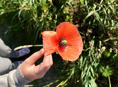 Kind hält Mohnblume