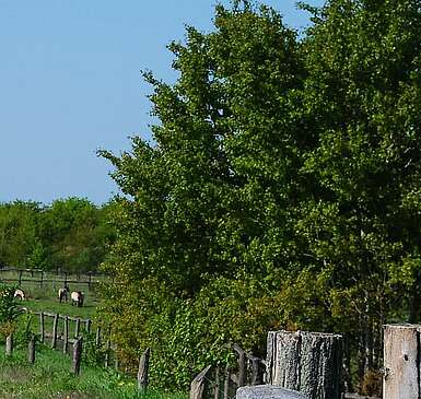 Ausflug in die Döberitzer Heide