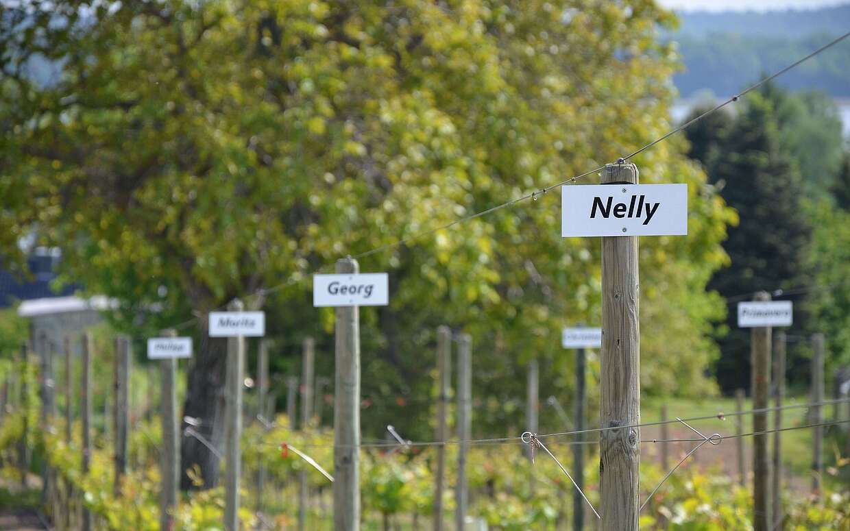 Auf dem Wachtelberg kann man auch Partnerschaften auf 's Leben eingeben: jedem sein eigener Rebstock.