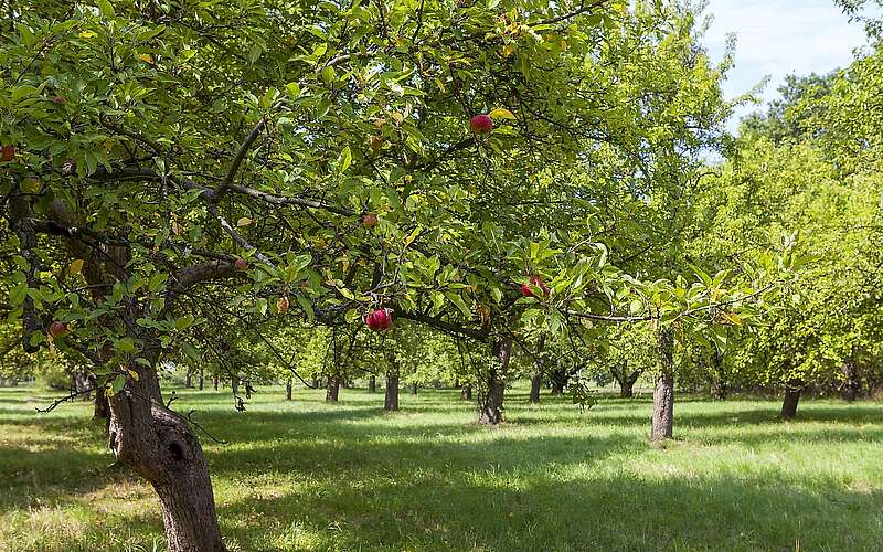 Pomologischer Schaugarten Döllingen