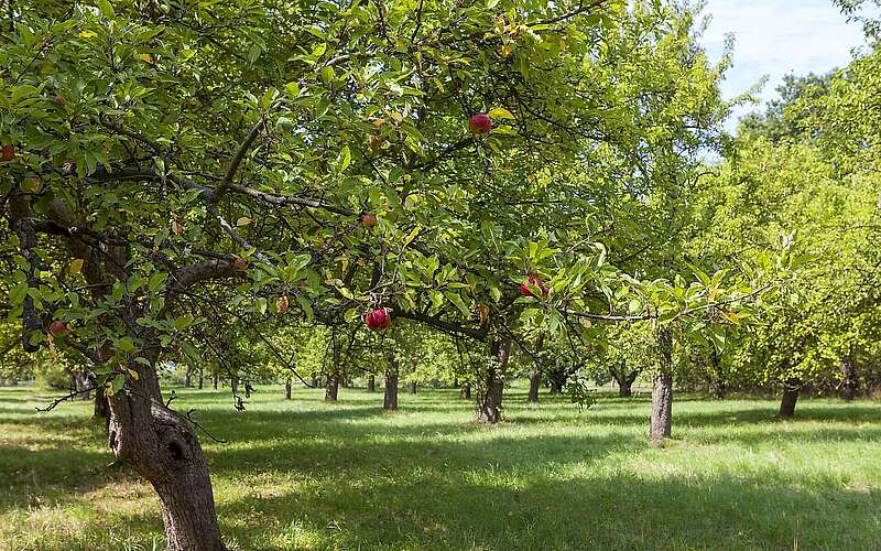 Pomologischer Schaugarten Döllingen