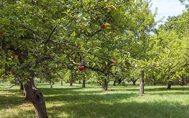 Pomologischer Schaugarten Döllingen Pomologischer Schaugarten Döllingen
