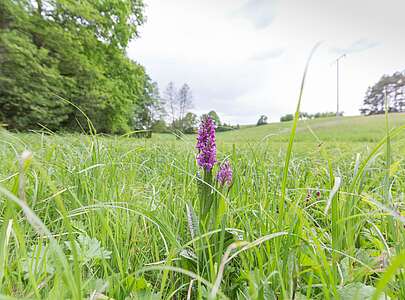 Breitblättriges Knabenkraut im Naturpark Schlaubetal