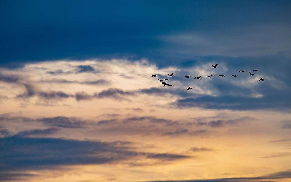Vogelzug im Herbst