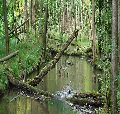 Die Schwärze fließt durch den Wald