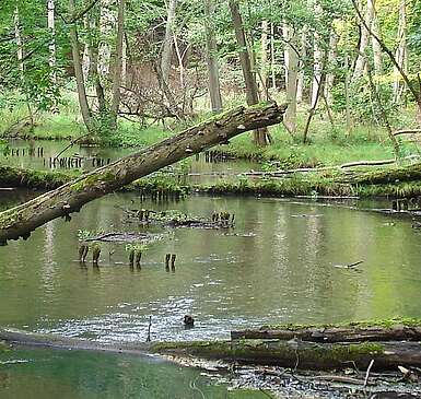 Die Schwärze fließt durch den Wald