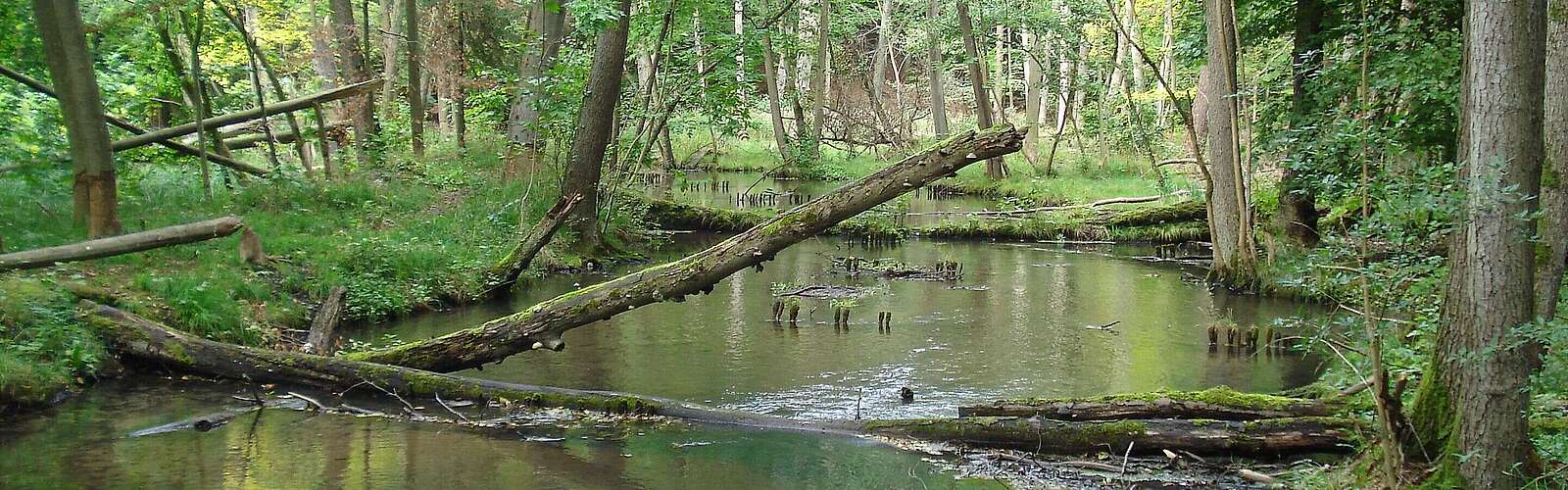 Die Schwärze fließt durch den Wald