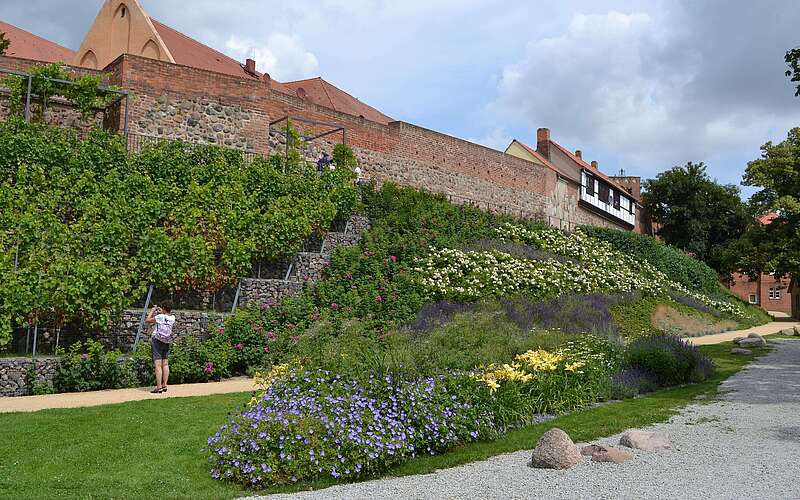 Weinberg in Prenzlau