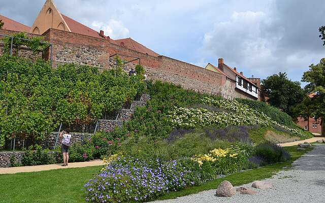 Weinberg in Prenzlau