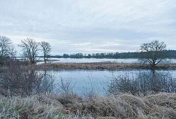 Flusslandschaft Elbe im Winter