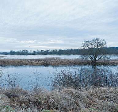 Flusslandschaft Elbe im Winter